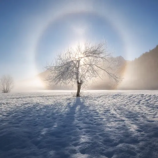 Hand-drawn botanical moon phases